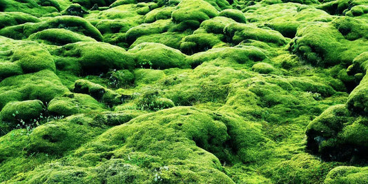Iceland - Moss, by Tom Fowlks-PurePhoto