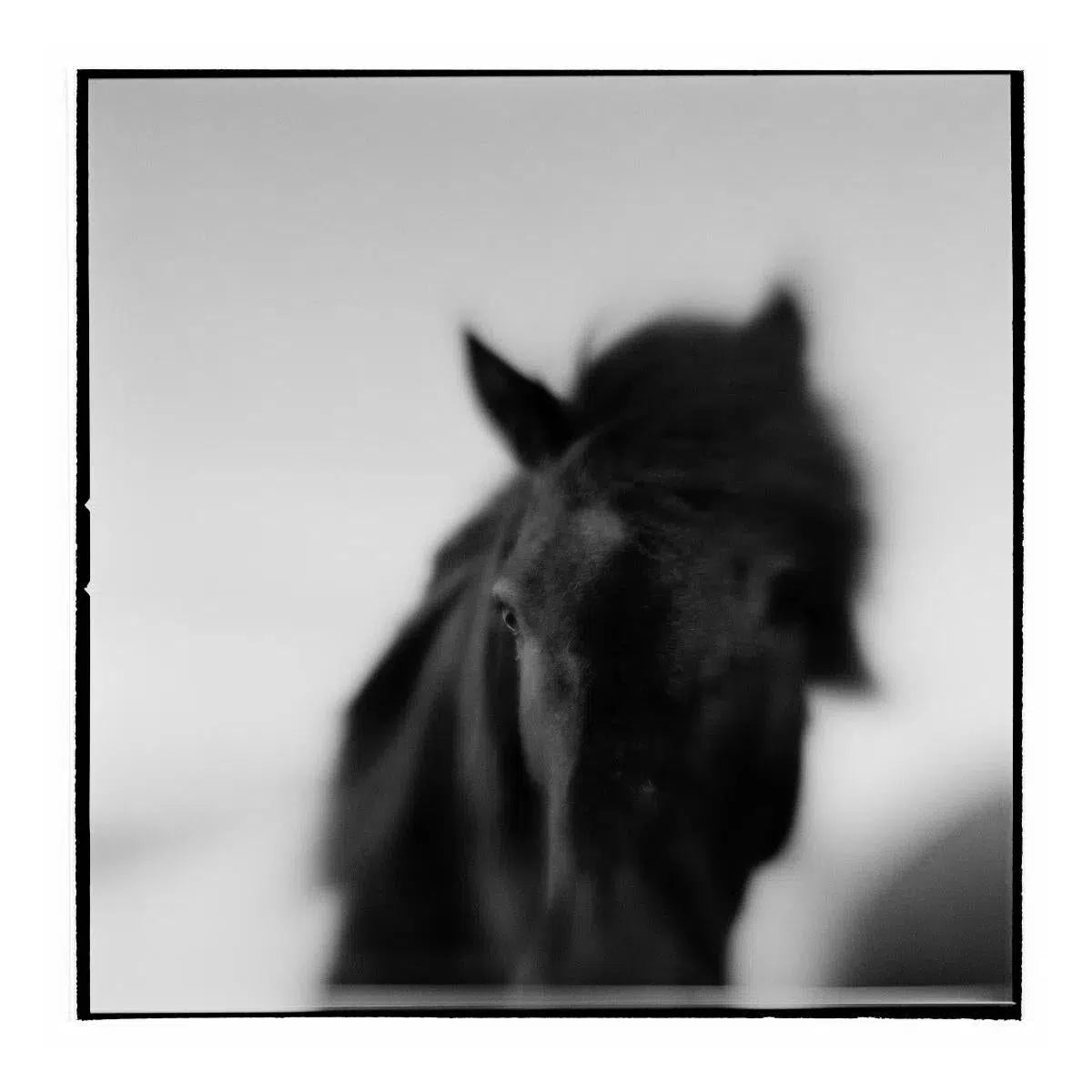 Icelandic Horse I, by Paul Souders-PurePhoto