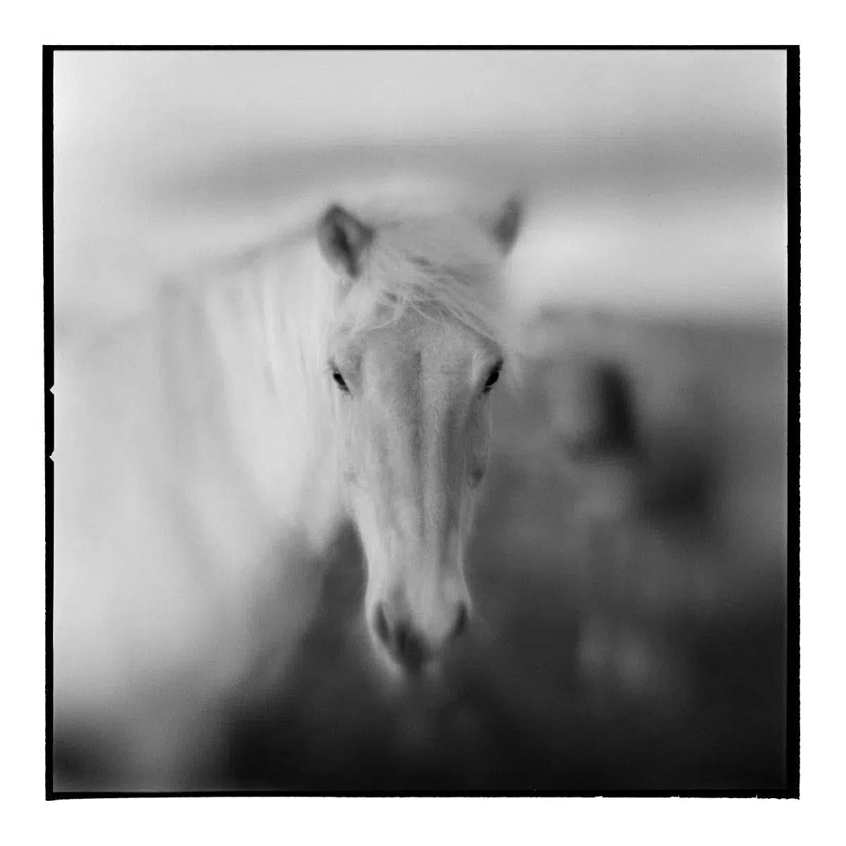 Icelandic Horse II, by Paul Souders-PurePhoto