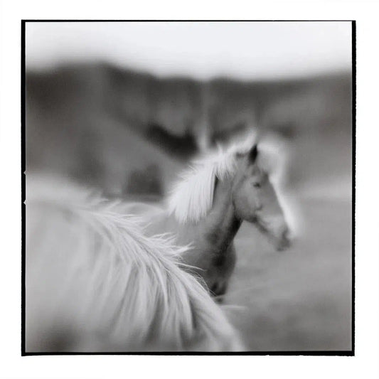 Icelandic Horse III, by Paul Souders-PurePhoto