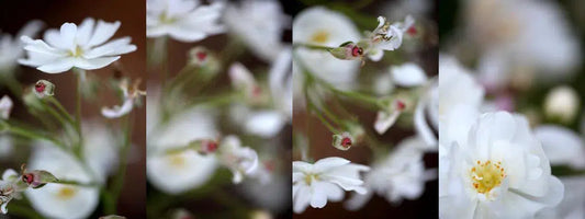 If At First, by Nicole Katano-PurePhoto