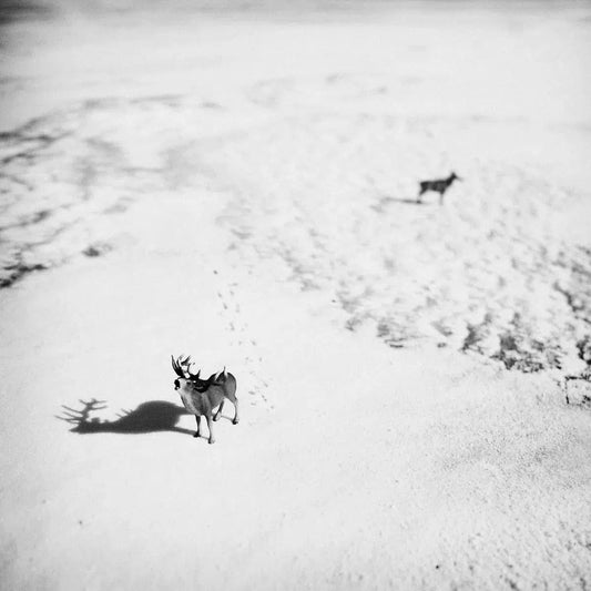 Imaginary Deers, by Andrea Buzzichelli-PurePhoto