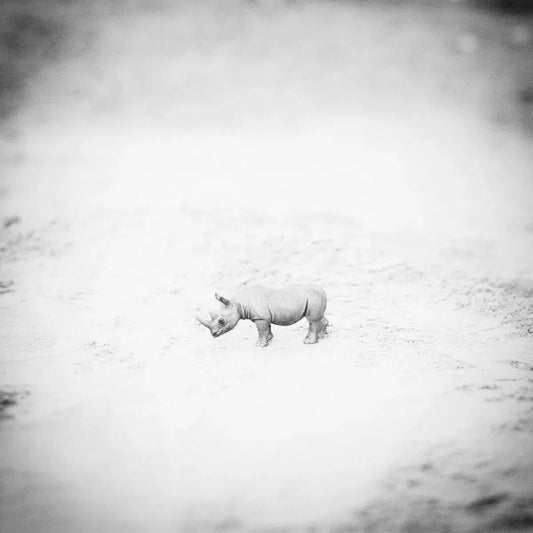 Imaginary Rhino, by Andrea Buzzichelli-PurePhoto