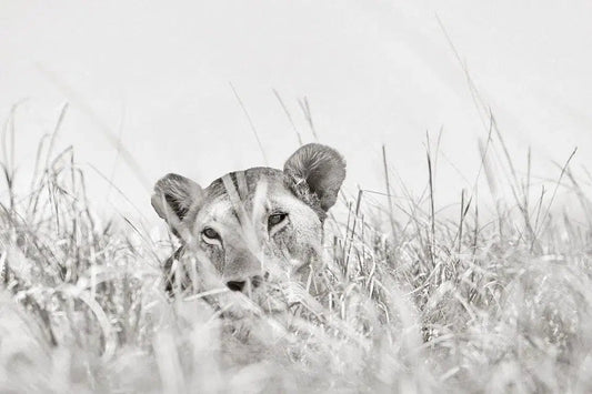 In Plain Sight, by Drew Doggett-PurePhoto