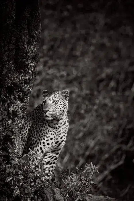 In the Shadows, by Drew Doggett-PurePhoto