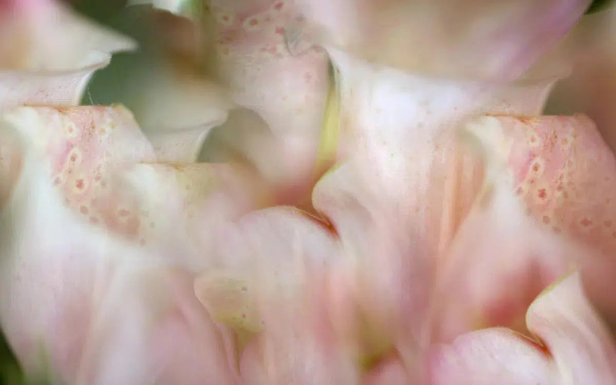 Inside Out, by Nicole Katano-PurePhoto