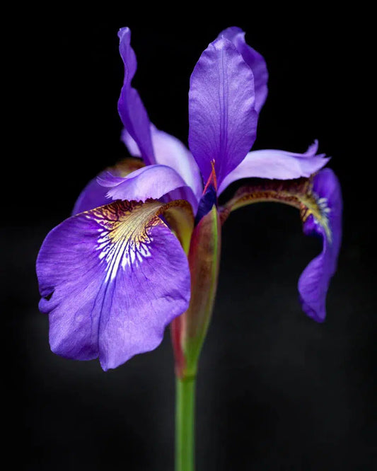 Iris 1, by Michael Filonow-PurePhoto