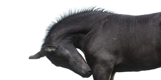 Itch, by Carys Jones-PurePhoto