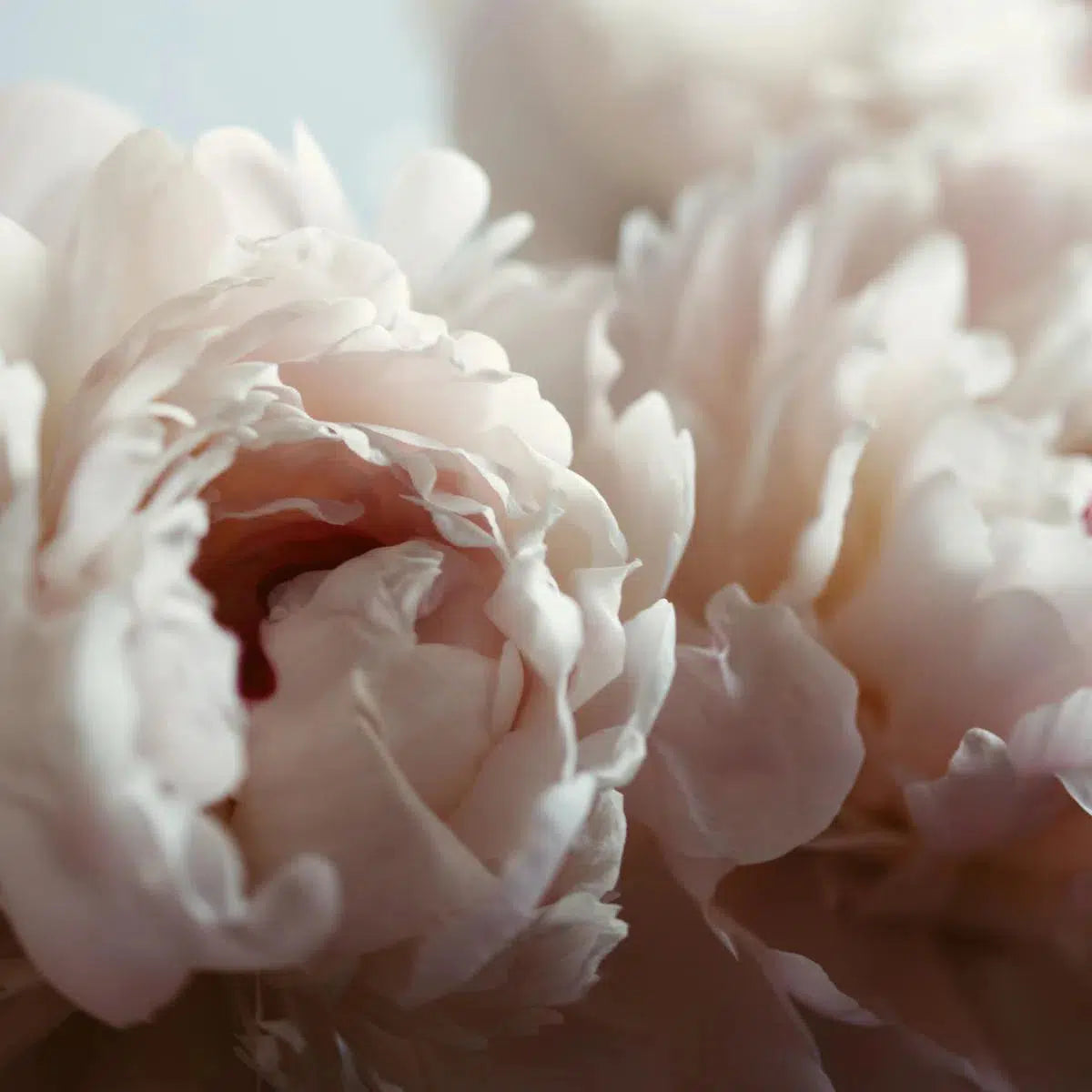 JOYFUL UNFOLDING, by Alicia Bock-PurePhoto