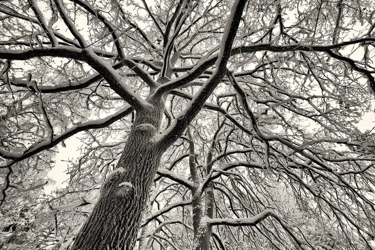 January Forest, by Ari Salmela-PurePhoto