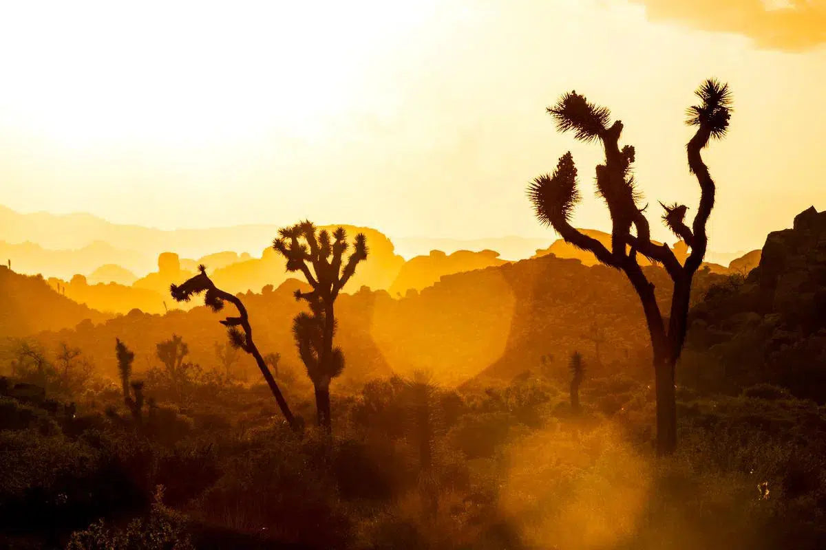 Joshua Tree II, by Tom Fowlks-PurePhoto