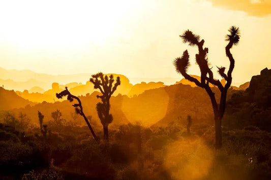Joshua Tree II, by Tom Fowlks-PurePhoto
