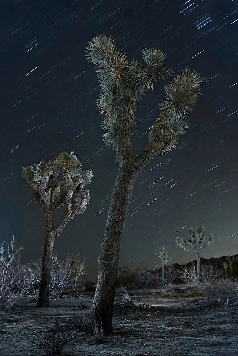 Joshua Tree and Trails, by Garret Suhrie-PurePhoto
