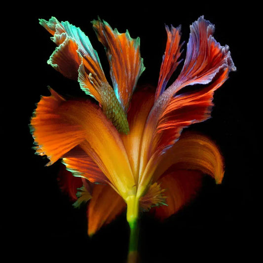 Kaleidoscope 16, by Michael Filonow-PurePhoto