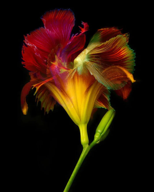 Kaleidoscope 18, by Michael Filonow-PurePhoto
