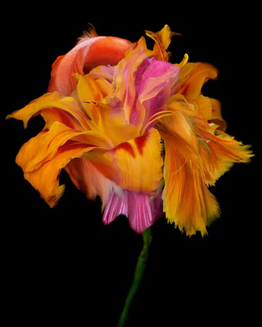 Kaleidoscope 19, by Michael Filonow-PurePhoto