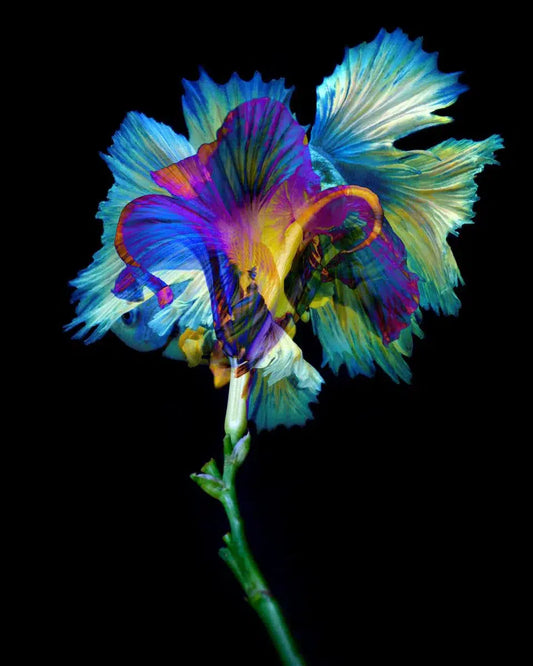 Kaleidoscope 22, by Michael Filonow-PurePhoto