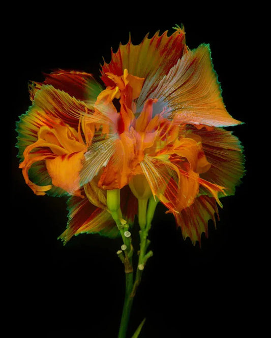 Kaleidoscope 28, by Michael Filonow-PurePhoto
