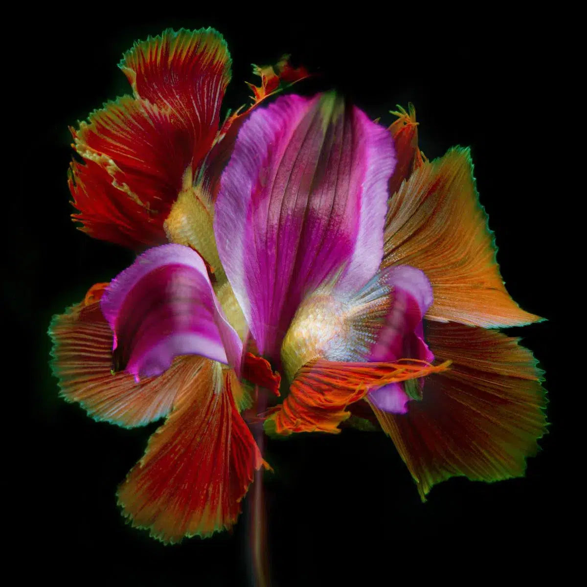 Kaleidoscope 32, by Michael Filonow-PurePhoto