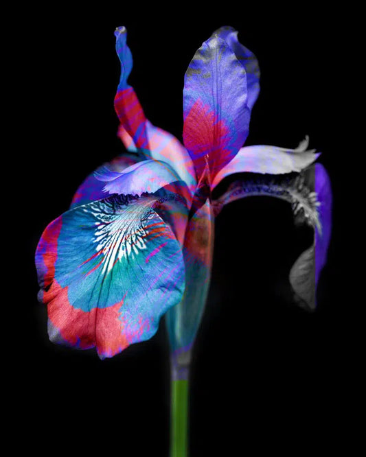 Kaleidoscope 5, by Michael Filonow-PurePhoto
