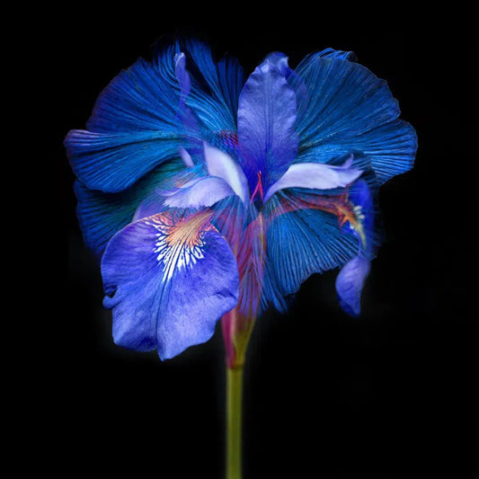 Kaleidoscope 9, by Michael Filonow-PurePhoto