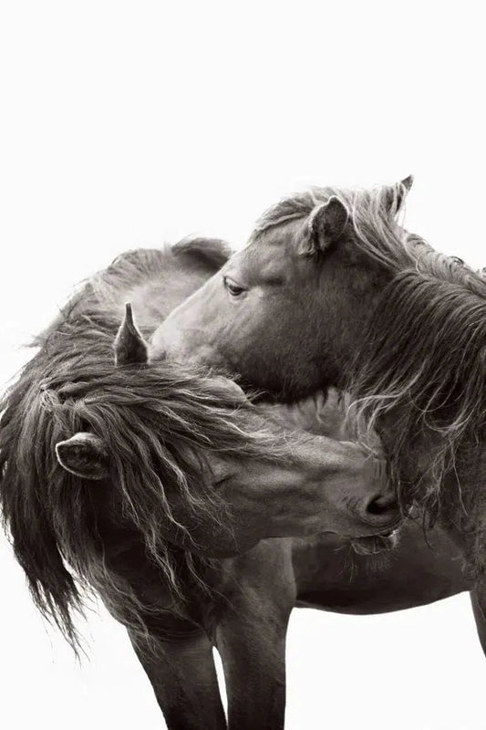 Kisses, by Drew Doggett-PurePhoto