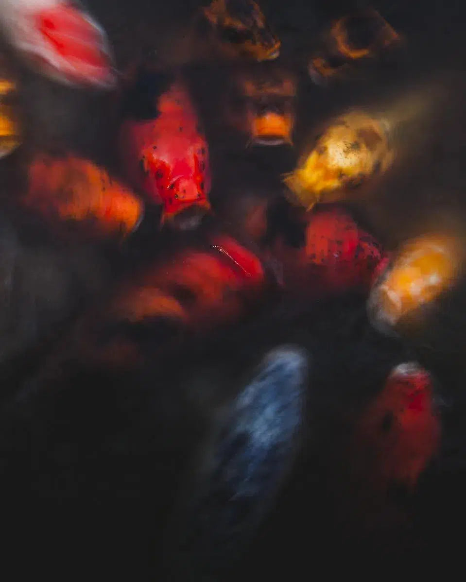 Koi I, by Oliver Regueiro-PurePhoto