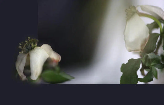 LINEAGE, by Nicole Katano-PurePhoto