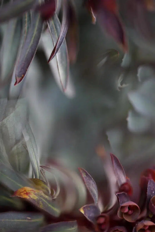 LITTERFALL, by Nicole Katano-PurePhoto