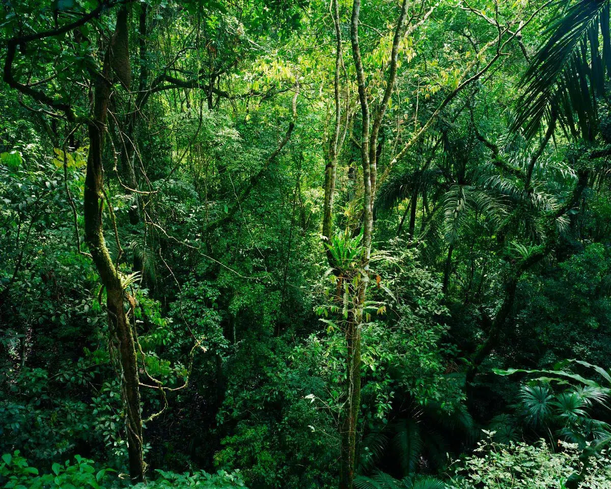 La Selva III, by Tom Fowlks-PurePhoto