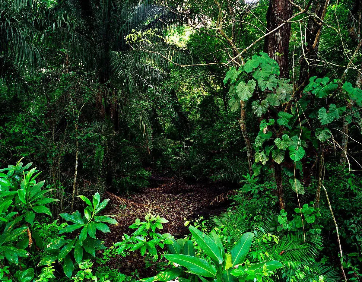 La Selva Iv-PurePhoto