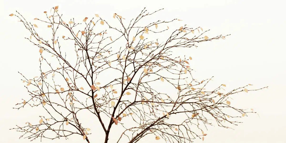 Last Leaves, by Ari Salmela-PurePhoto