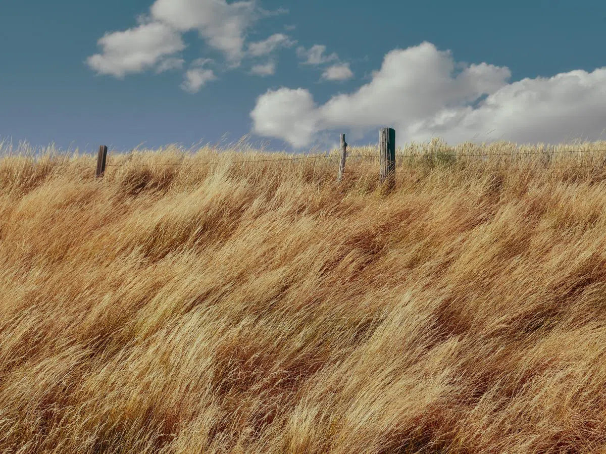 Late Summer Grass, by Dale Hedden-PurePhoto
