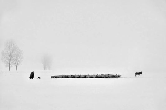Leading the Herd, by Alex Axon-PurePhoto