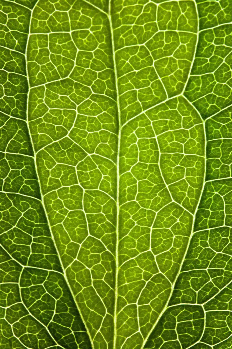 Leaf Lines V, by Natalie Kinnear-PurePhoto