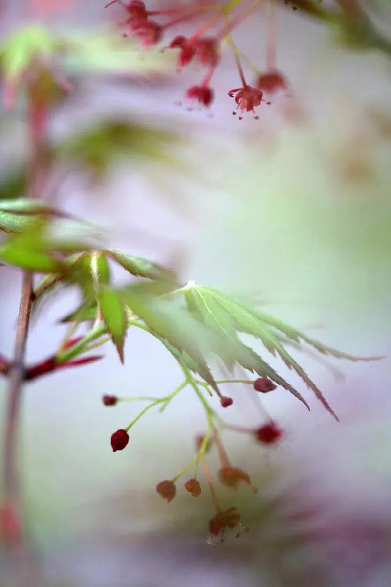 Leaves and Berries, by Nicole Katano-PurePhoto