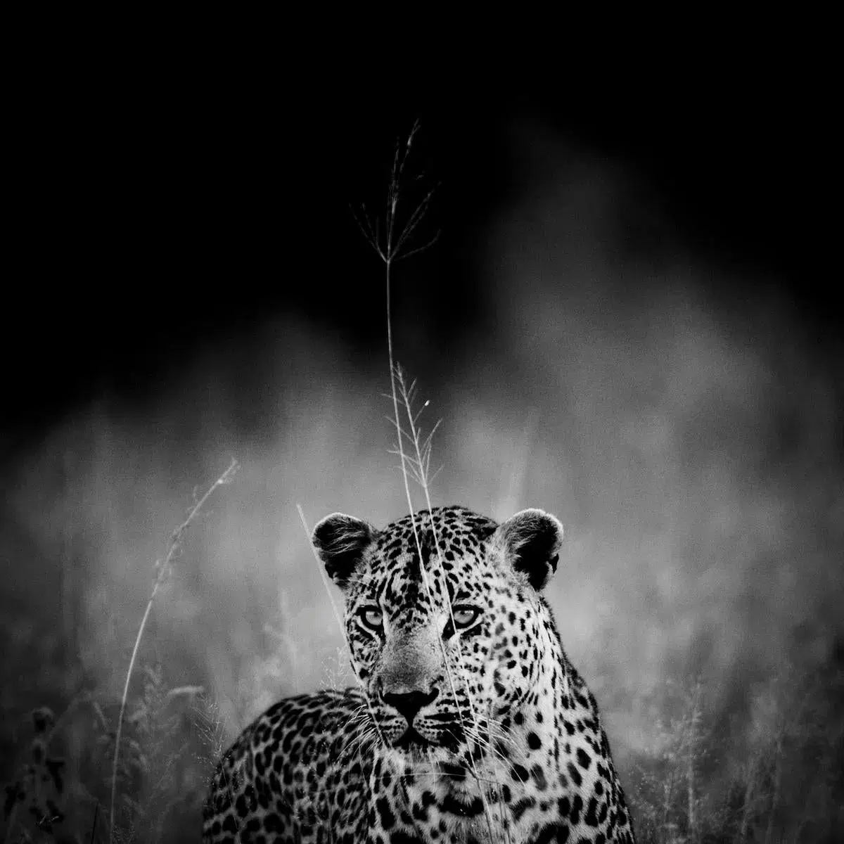 Leopard in the Grass, South Africa, by Laurent Baheux-PurePhoto