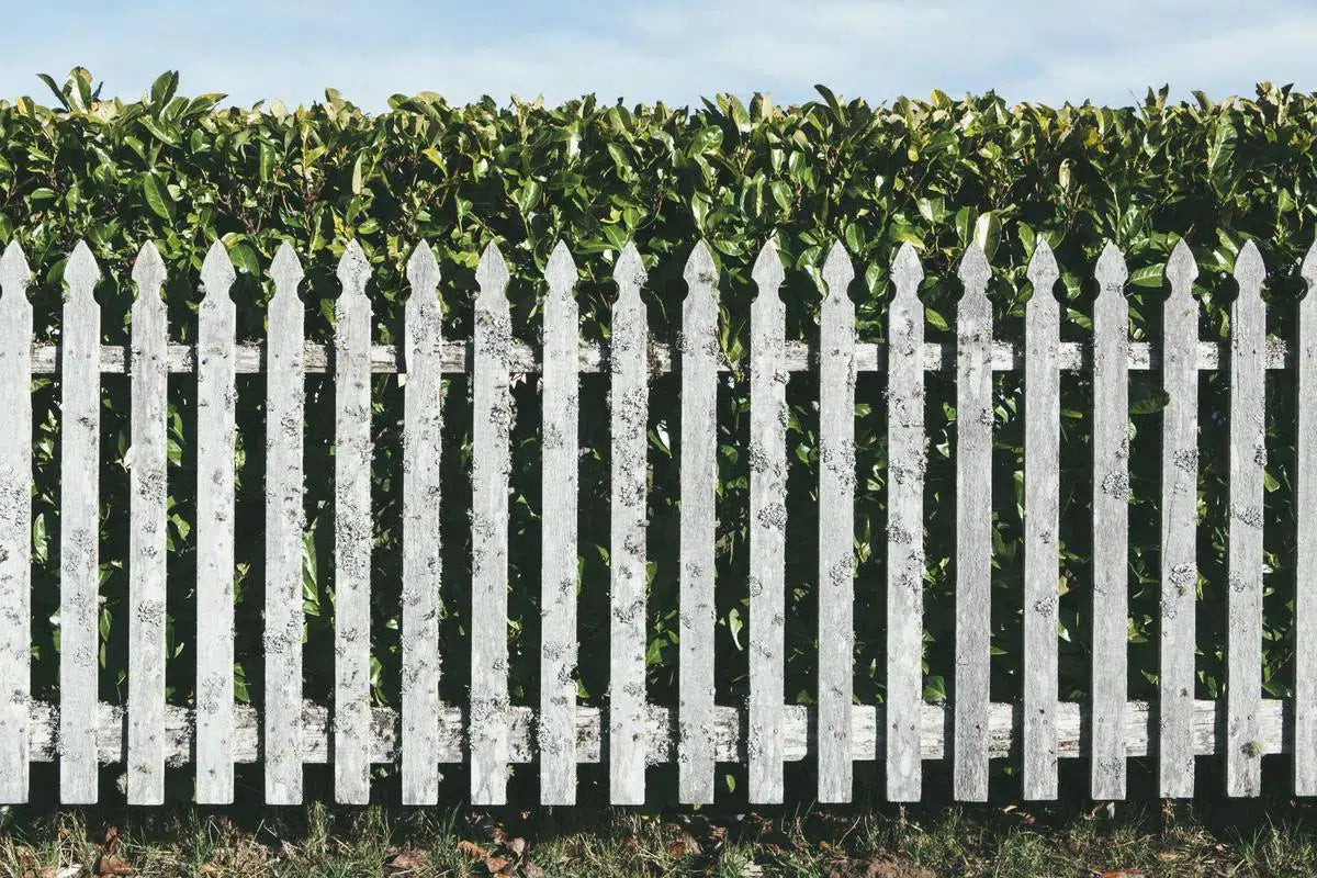 Lichen Fence, by Paul Edmondson-PurePhoto