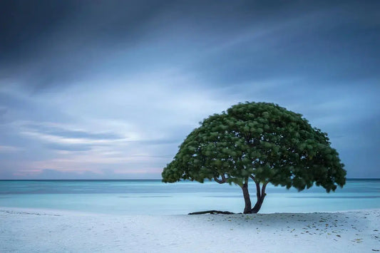 Lifes a Beach, by Anthony Lamb-PurePhoto