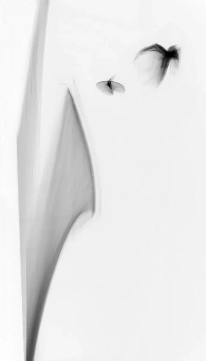 Light Imitating Art® :: Light Jazz, by Gillian Lindsay-PurePhoto