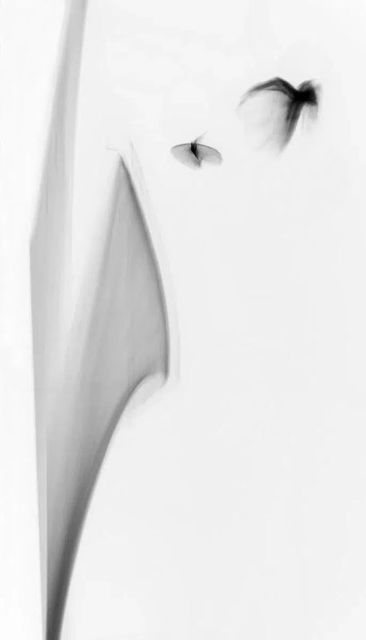 Light Imitating Art® :: Light Jazz, by Gillian Lindsay-PurePhoto