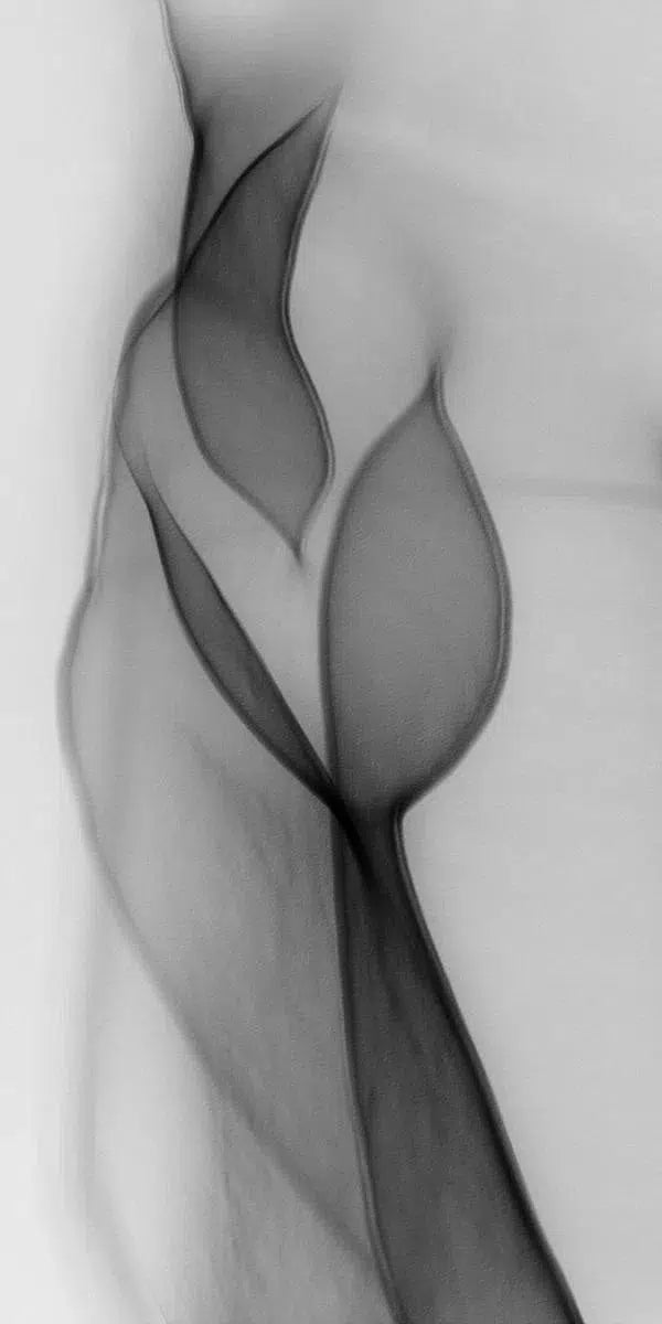 Light Imitating Art® :: Light Touch, by Gillian Lindsay-PurePhoto