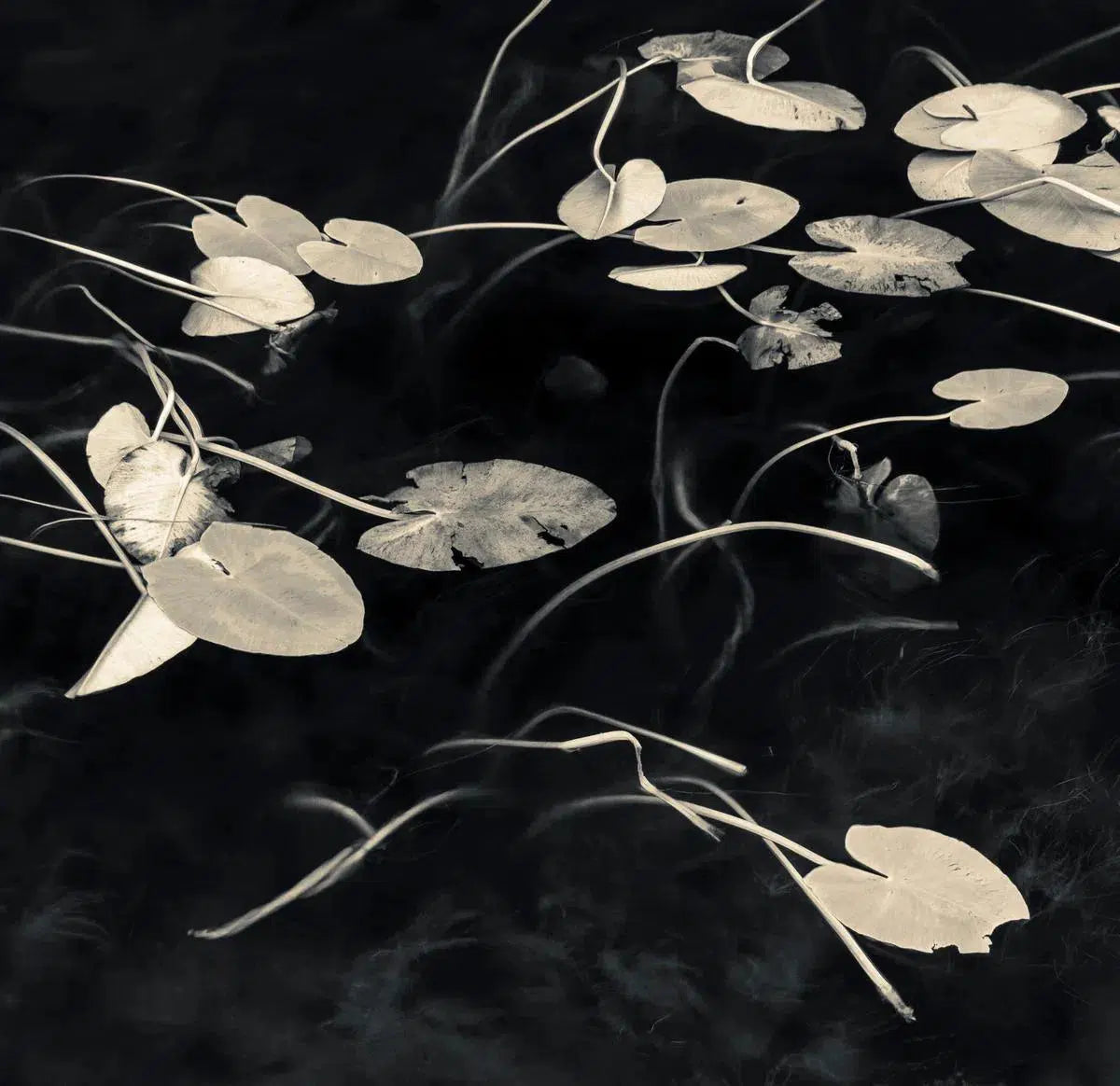 Lilly pads I, by Robert Canis-PurePhoto