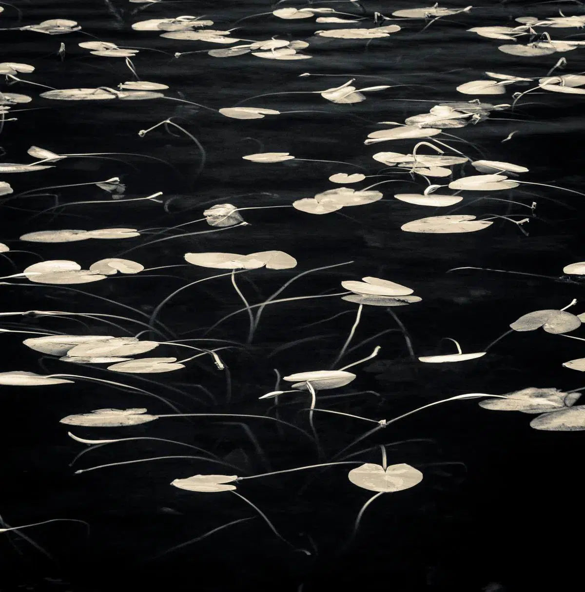 Lily pads II, by Robert Canis-PurePhoto