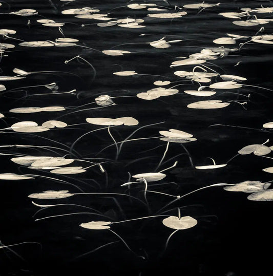 Lily pads II, by Robert Canis-PurePhoto