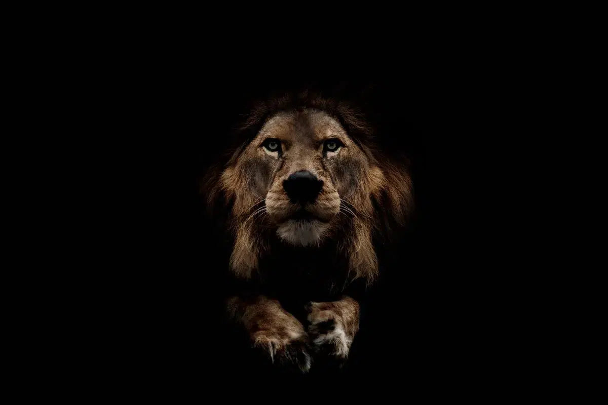 Lion In Wait, by Michael Duva-PurePhoto