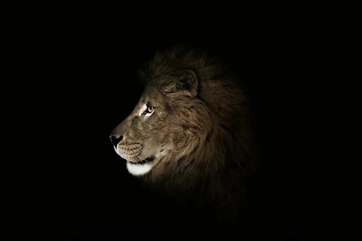 Lion Profile, by Michael Duva-PurePhoto