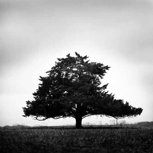 Lone Star Tree, by Bryce Olsen-PurePhoto
