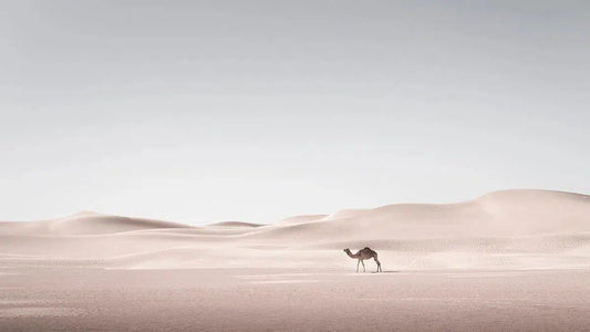 Lost, by Anthony Lamb-PurePhoto