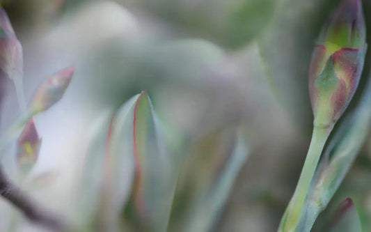 Lucid, by Nicole Katano-PurePhoto
